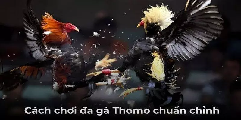 Thông tin tổng quan về đá gà Thomo cần phải bắt kỹ